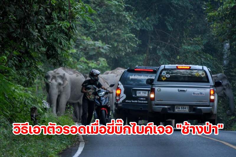 survive from elephant-1